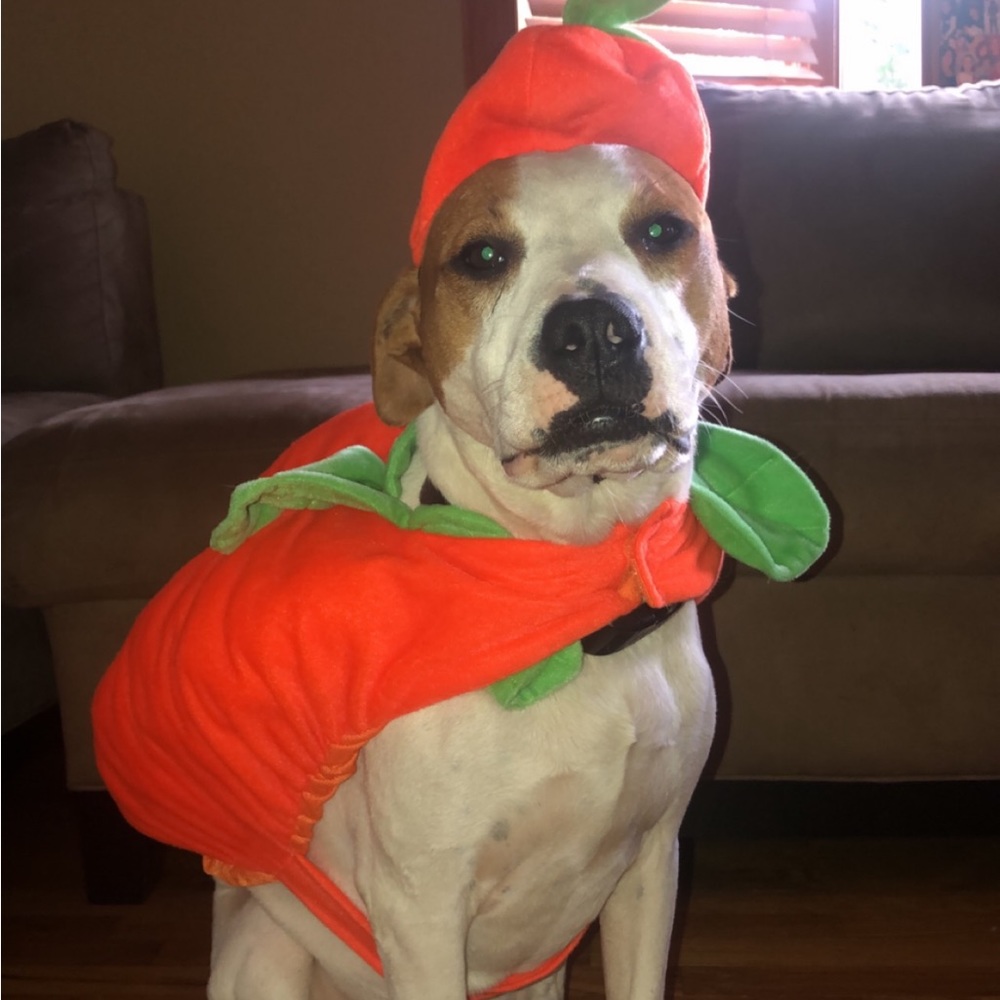 🩻pumpkin dog costume as large